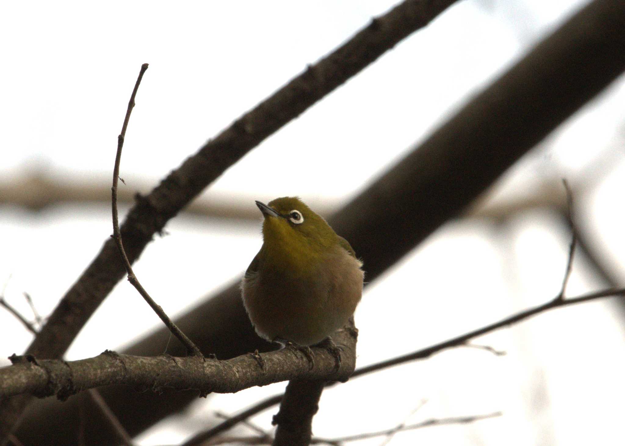 Warbling White-eye