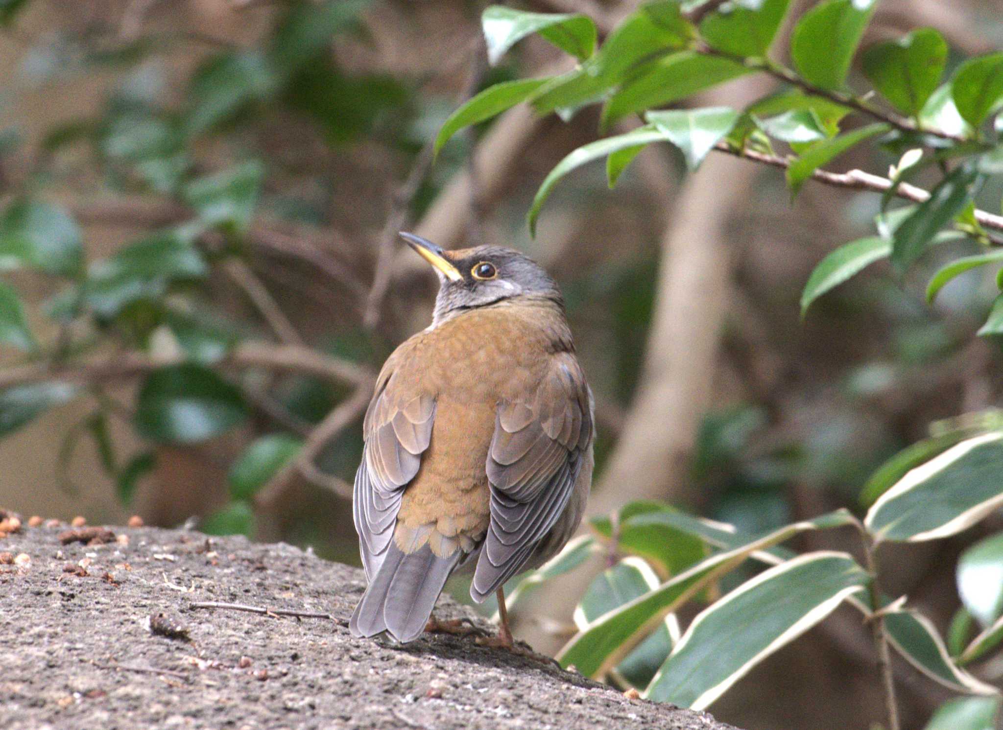 Pale Thrush