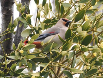 Sat, 2/17/2024 Birding report at Higashitakane Forest park