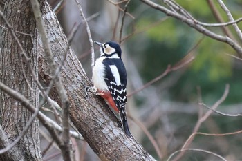 アカゲラ 北本自然観察公園 2024年2月17日(土)