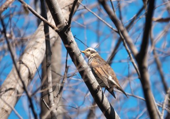 ツグミ 清瀬中央公園 2024年2月12日(月)