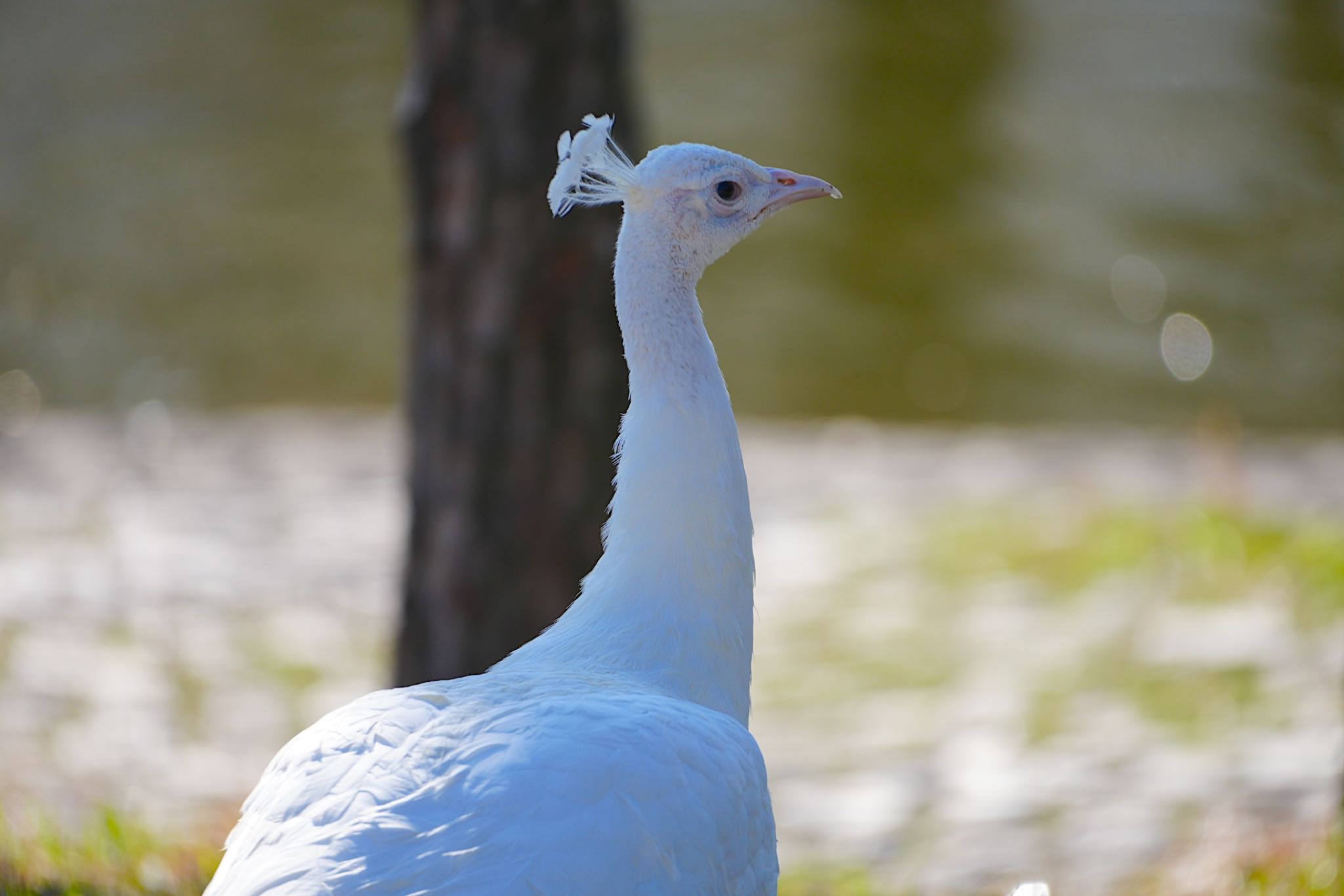 Photo of クジャク at 住吉公園 by アルキュオン