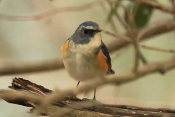 Red-flanked Bluetail 甲山森林公園 Sat, 2/17/2024