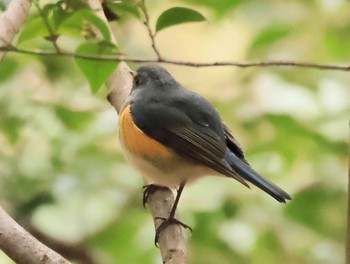 Red-flanked Bluetail 甲山森林公園 Sat, 2/17/2024