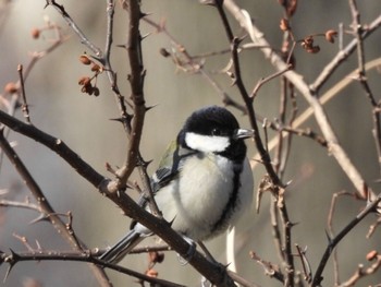 Japanese Tit 湘南平 Sat, 2/10/2024