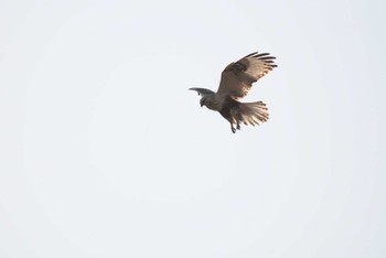 Rough-legged Buzzard 群馬県 Sat, 2/17/2024