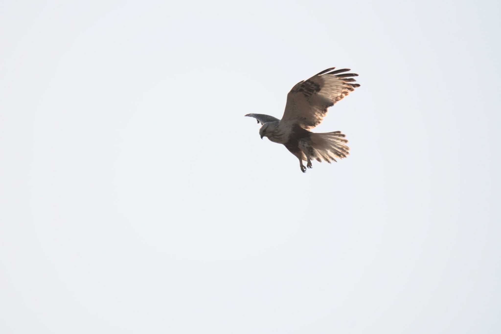 群馬県 ケアシノスリの写真 by Kたろー