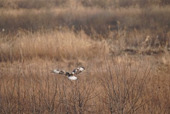 Rough-legged Buzzard 群馬県 Sat, 2/17/2024