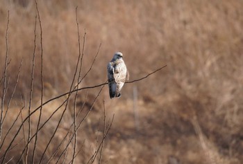 Rough-legged Buzzard 群馬県 Sat, 2/17/2024