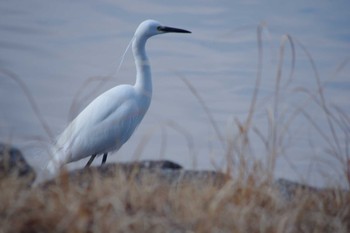 Little Egret 洞峰公園 Sat, 2/17/2024