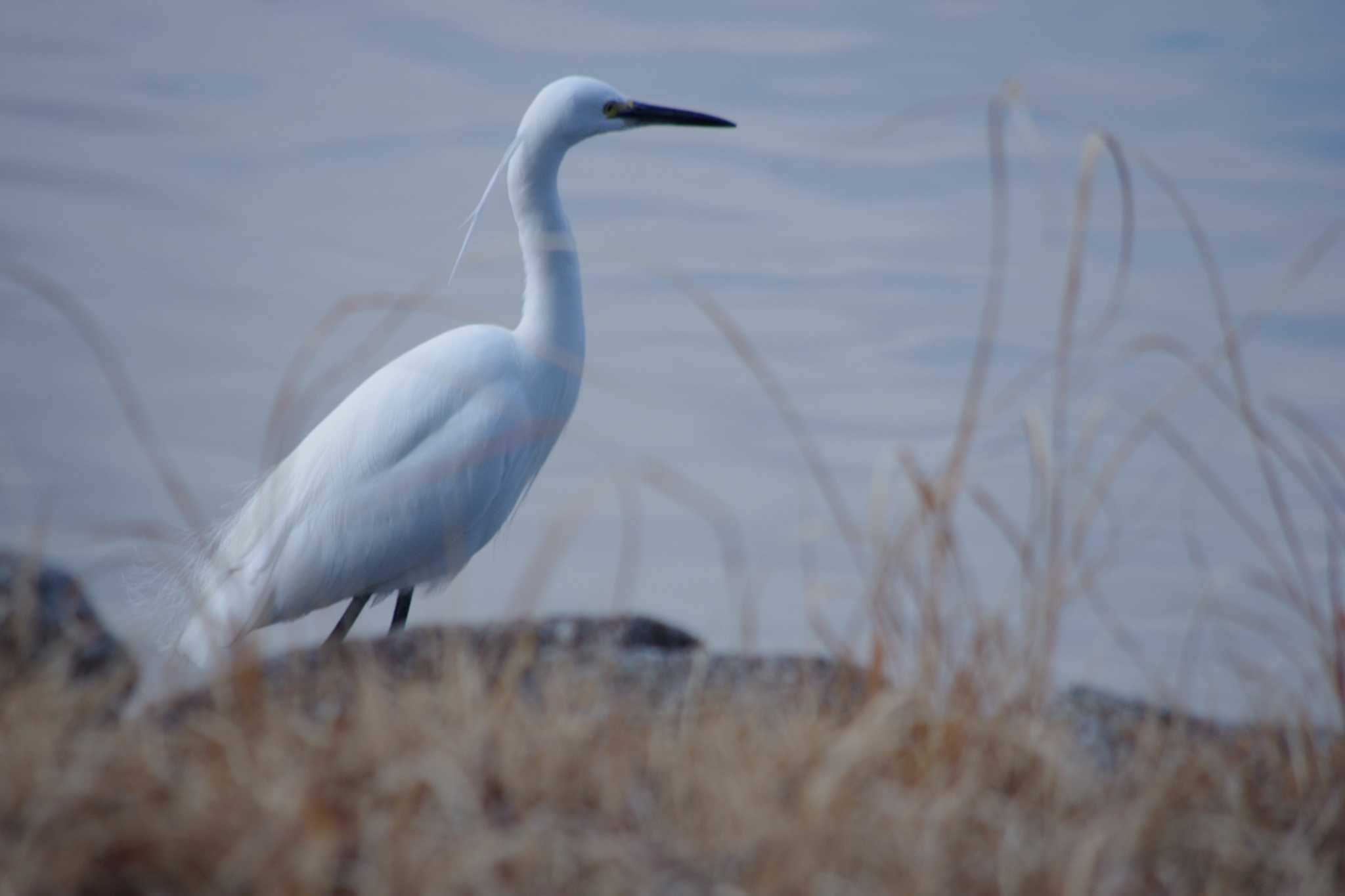 Little Egret