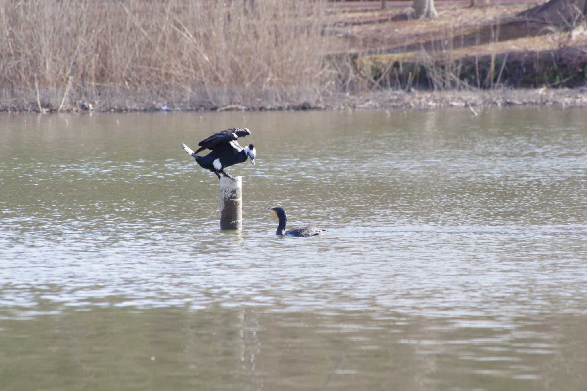 Photo of Great Cormorant at 洞峰公園 by アカウント15604