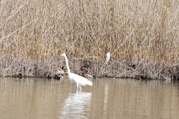 ダイサギ 洞峰公園 2024年2月17日(土)