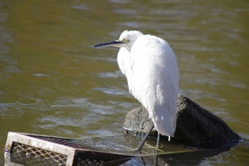 Little Egret 洞峰公園 Sat, 2/17/2024