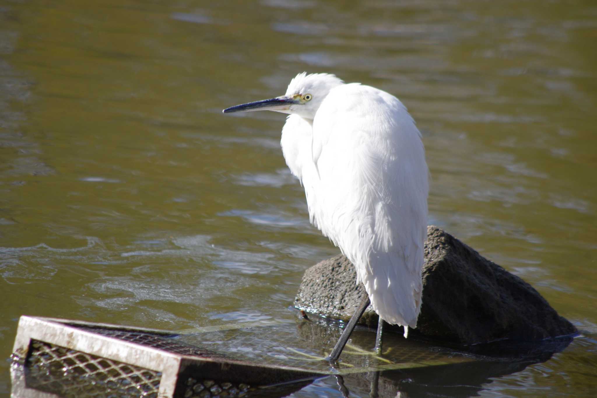 Little Egret