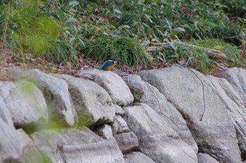 カワセミ 洞峰公園 2024年2月17日(土)