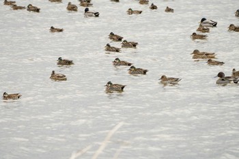 Baikal Teal Unknown Spots Sat, 2/17/2024