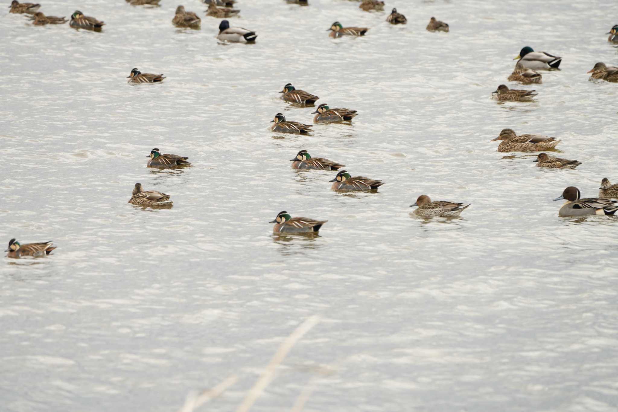 Photo of Baikal Teal at  by ace