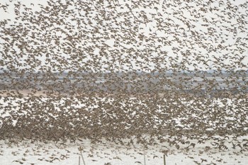 Baikal Teal Unknown Spots Sat, 2/17/2024