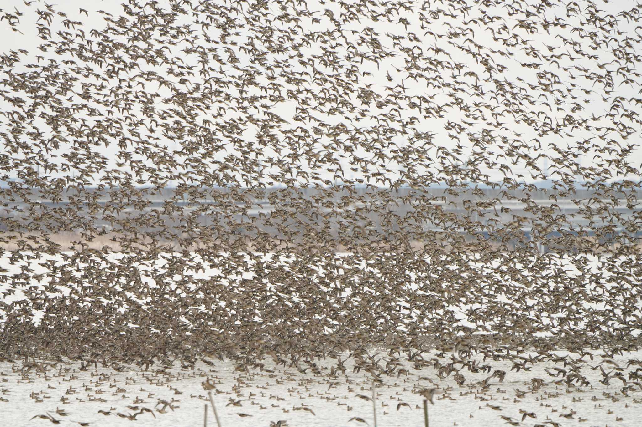 Photo of Baikal Teal at  by ace