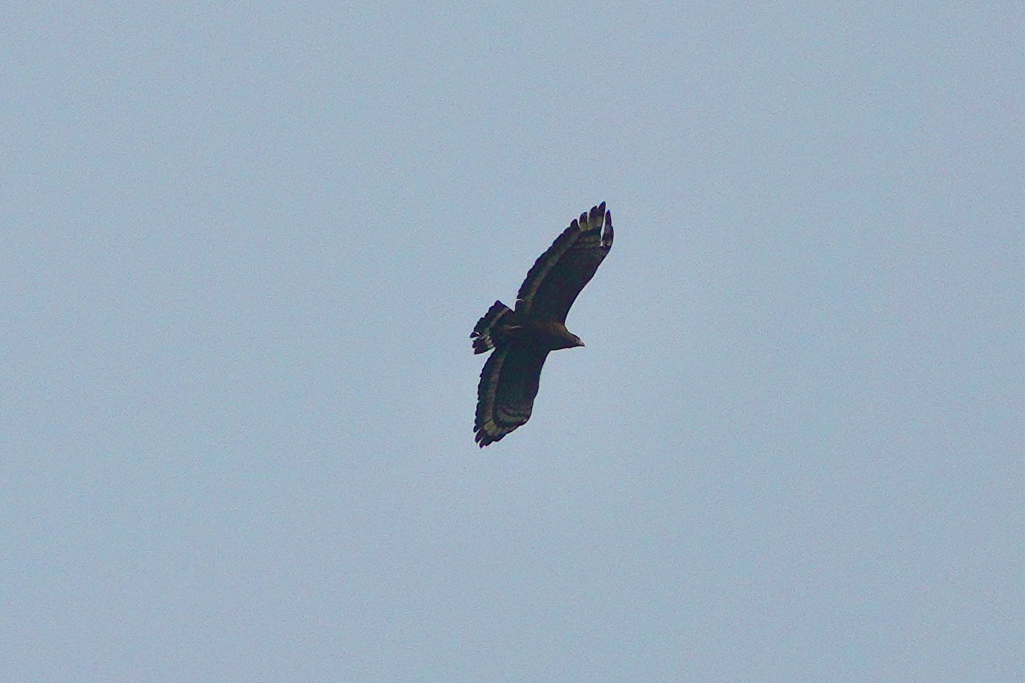 Crested Serpent Eagle