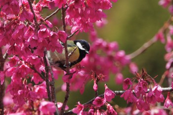 Green-backed Tit 阿里山国家森林遊楽区 Thu, 1/25/2024