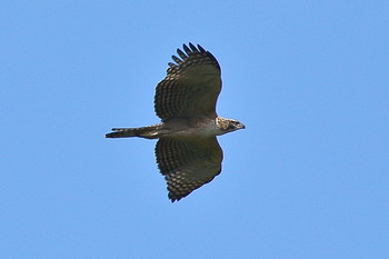 Mountain Hawk-Eagle Unknown Spots Wed, 10/3/2018