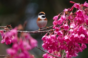 Black-throated Bushtit 阿里山国家森林遊楽区 Thu, 1/25/2024