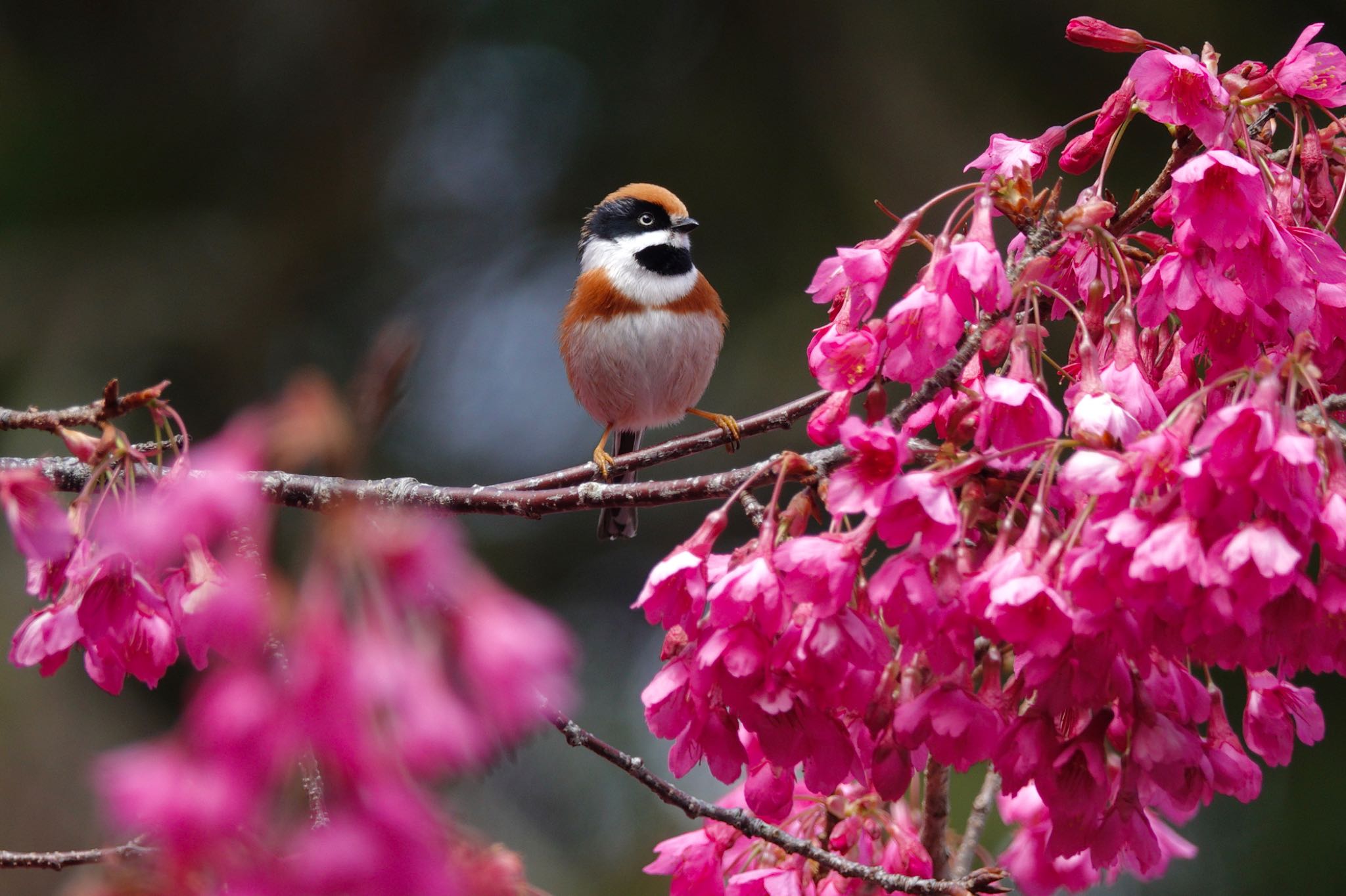 Black-throated Bushtit