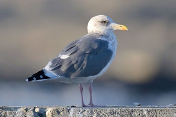 Vega Gull Unknown Spots Mon, 2/12/2024