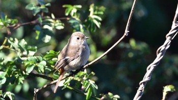 Daurian Redstart 磐田大池 Sun, 2/11/2024