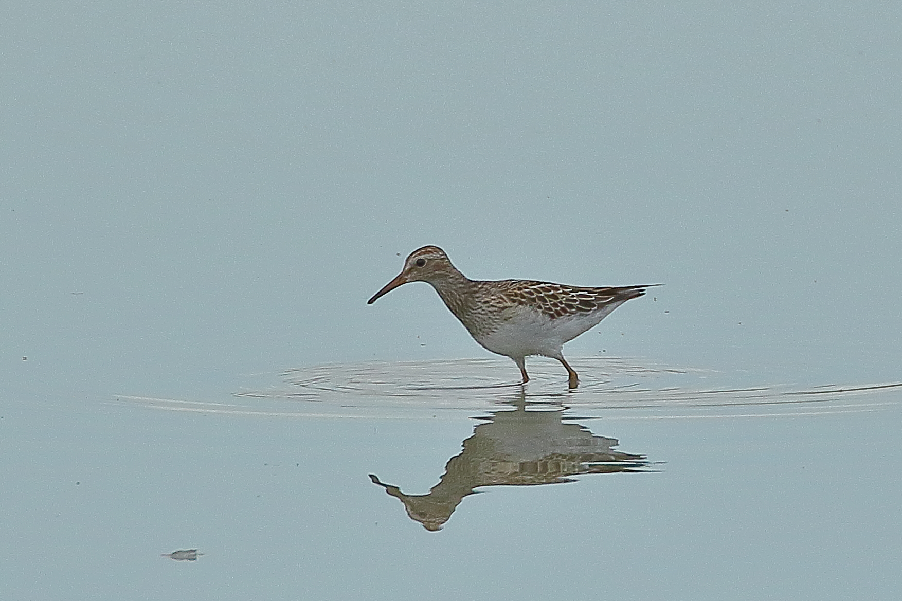 Photo of Pectoral Sandpiper at  by じん