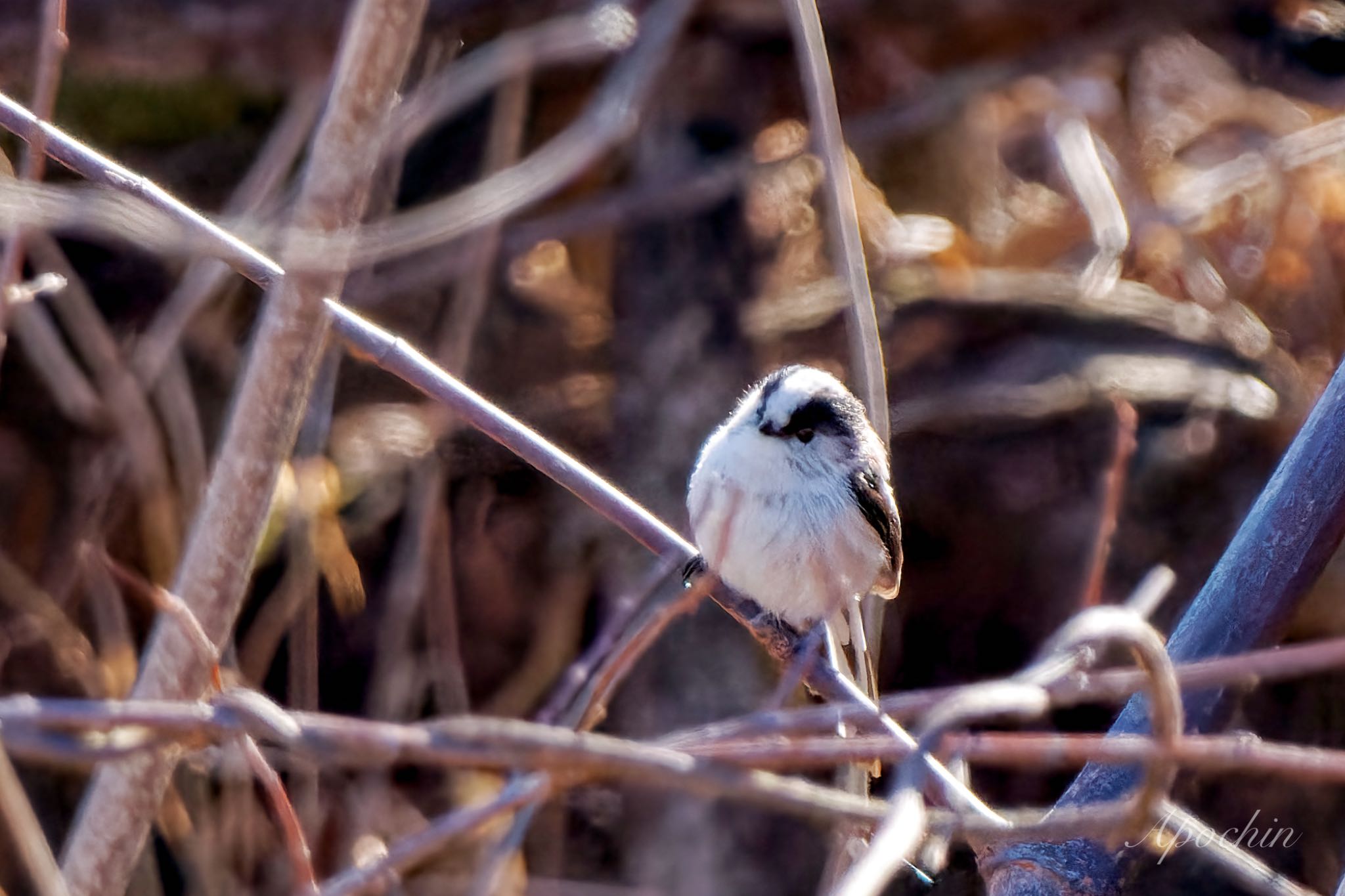 Photo of Long-tailed Tit at 荒川自然観察テラス by アポちん