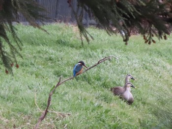 2024年2月17日(土) 群馬 ほたるの里公園の野鳥観察記録