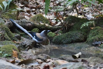 Grey Treepie Phu Khiao Wildlife Sanctuary Mon, 2/10/2020