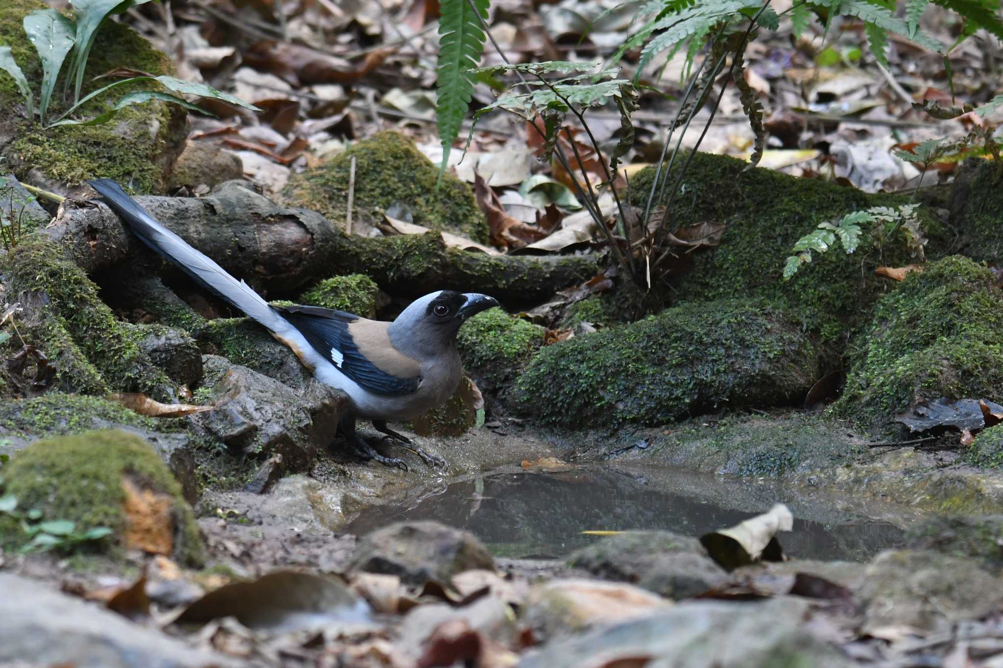 Photo of Grey Treepie at Phu Khiao Wildlife Sanctuary by あひる