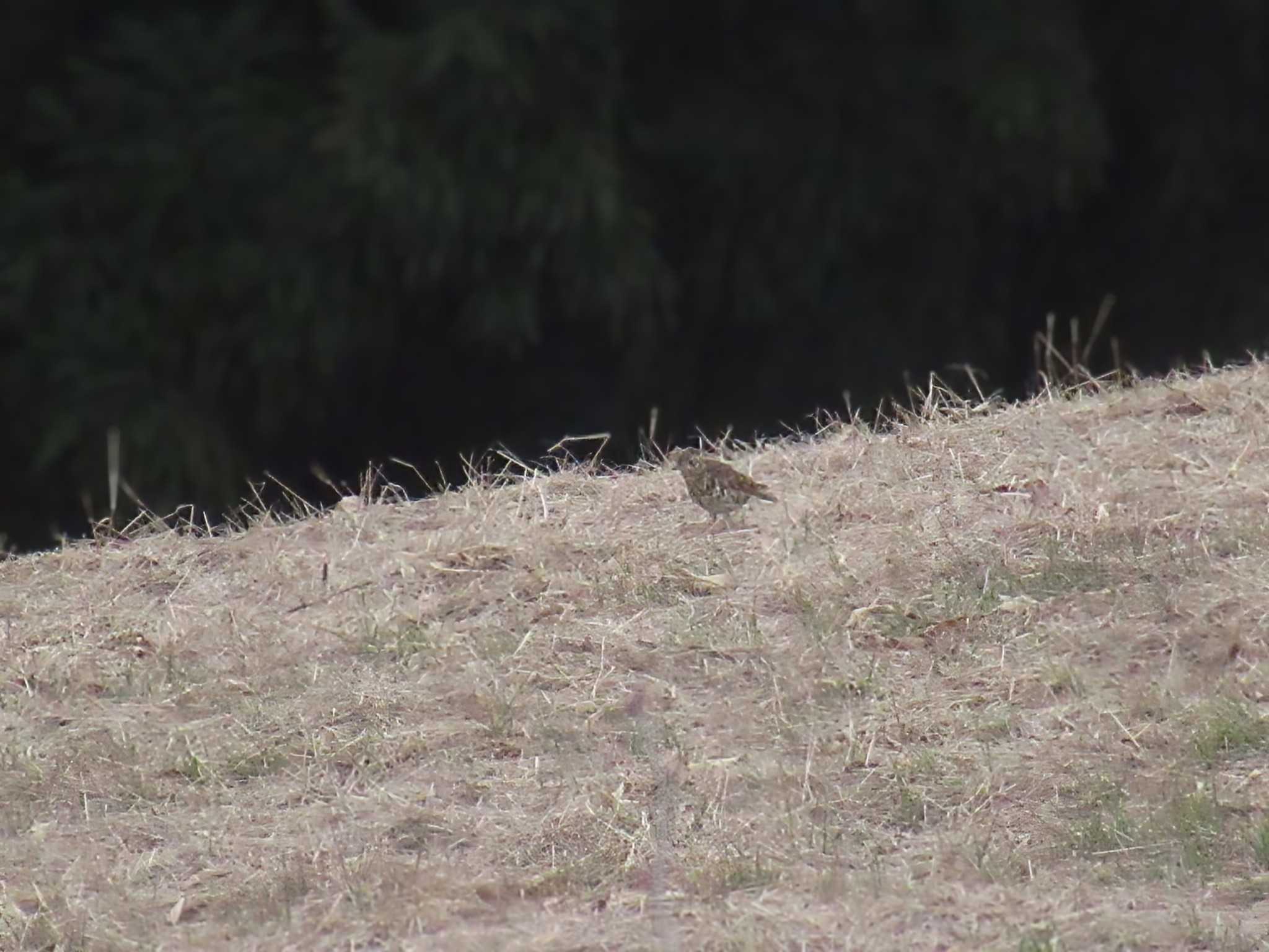 White's Thrush