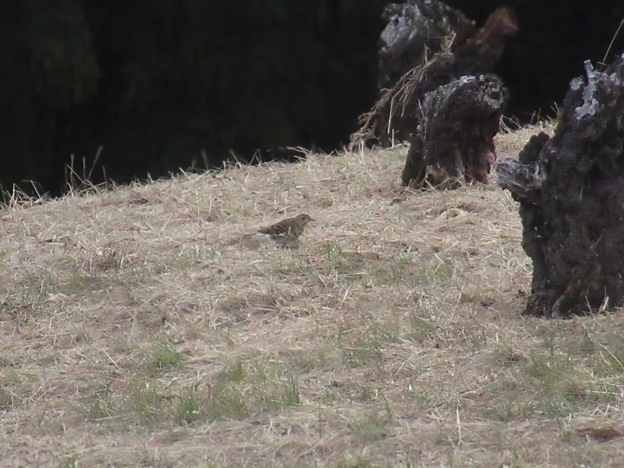 White's Thrush