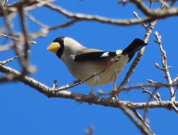 Japanese Grosbeak Nara Park Sat, 2/17/2024