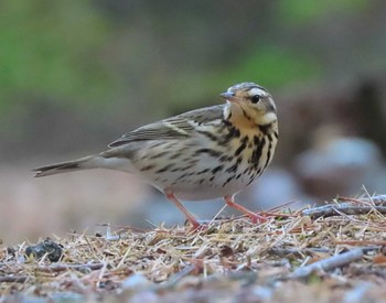 Olive-backed Pipit Nara Park Sat, 2/17/2024