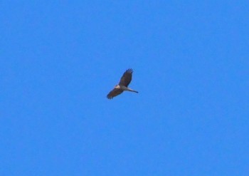 Eurasian Sparrowhawk Koyaike Park Wed, 2/14/2024