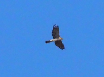 Eurasian Sparrowhawk Koyaike Park Wed, 2/14/2024