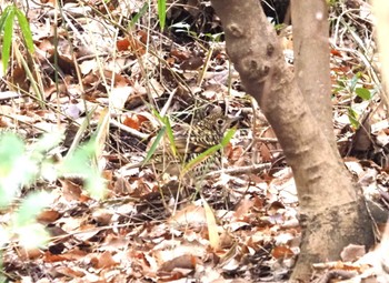 トラツグミ 甲山森林公園 2024年2月17日(土)