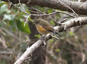 Red-flanked Bluetail 甲山森林公園 Sat, 2/17/2024