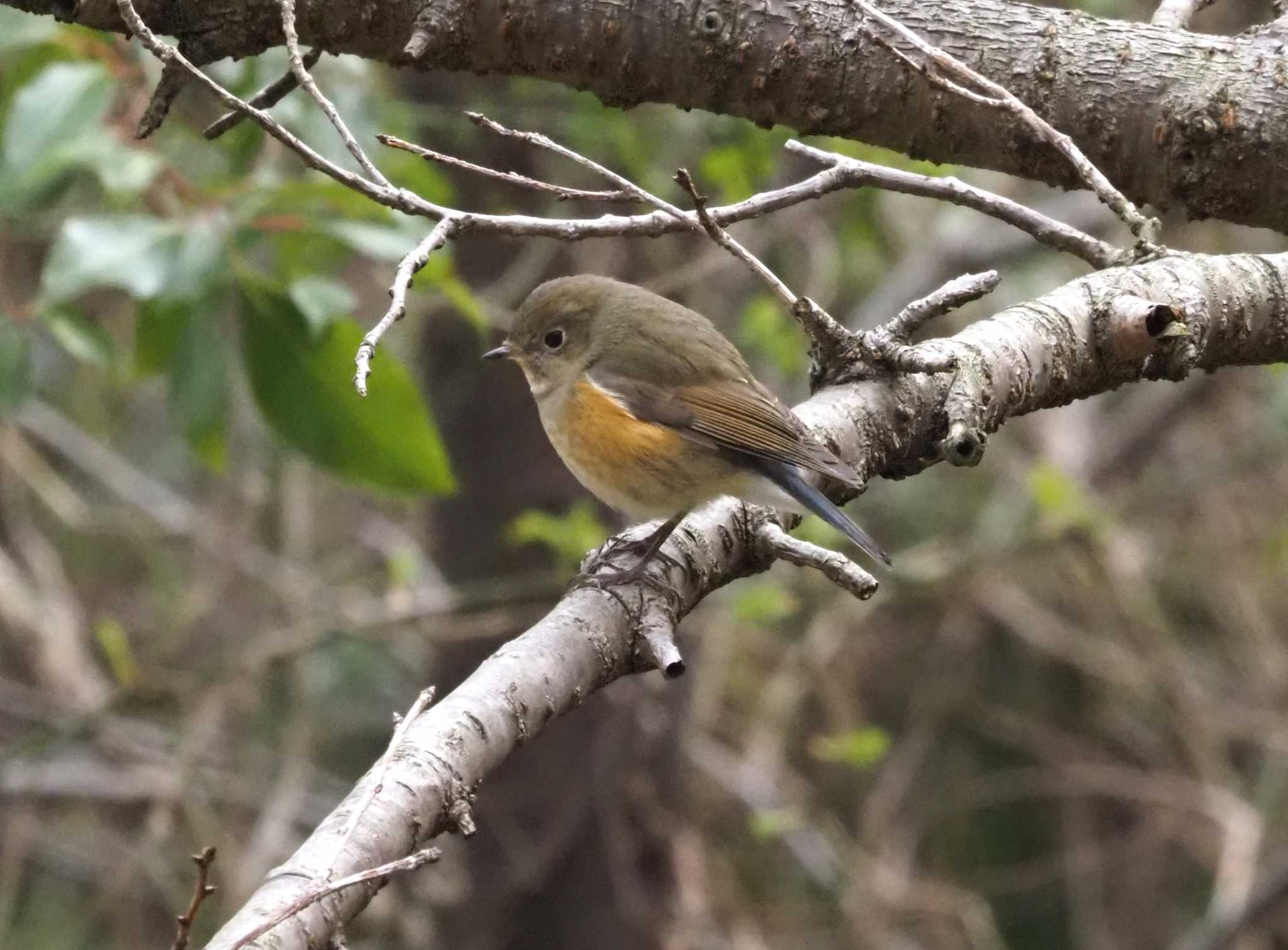 Photo of Red-flanked Bluetail at 甲山森林公園 by マル