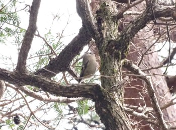 Goldcrest 六甲山 Sat, 2/17/2024