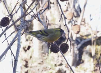 Eurasian Siskin 六甲山 Sat, 2/17/2024