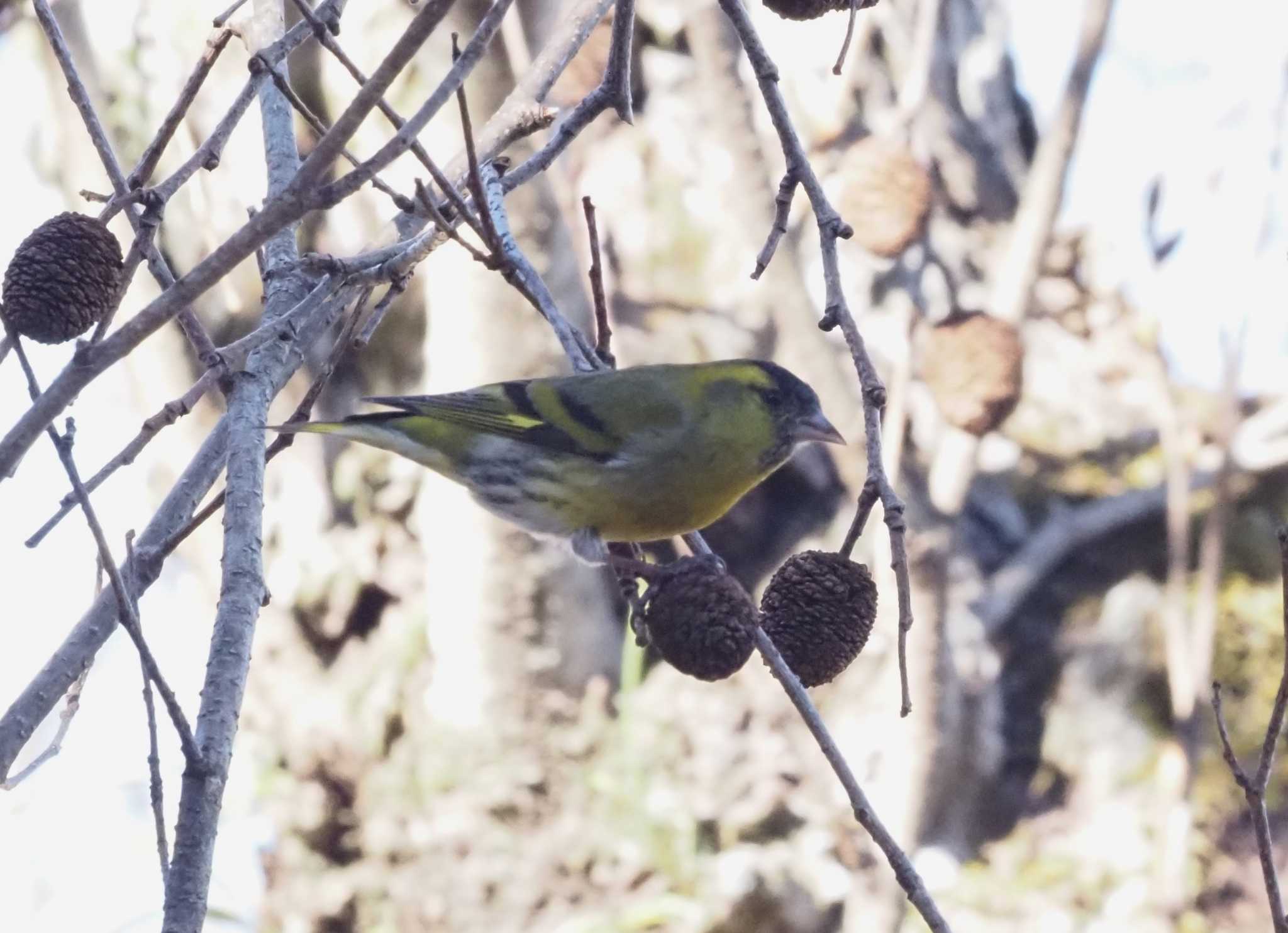 Photo of Eurasian Siskin at 六甲山 by マル