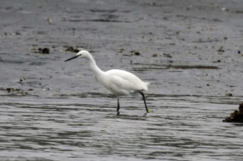 コサギ 野島公園 2024年2月17日(土)