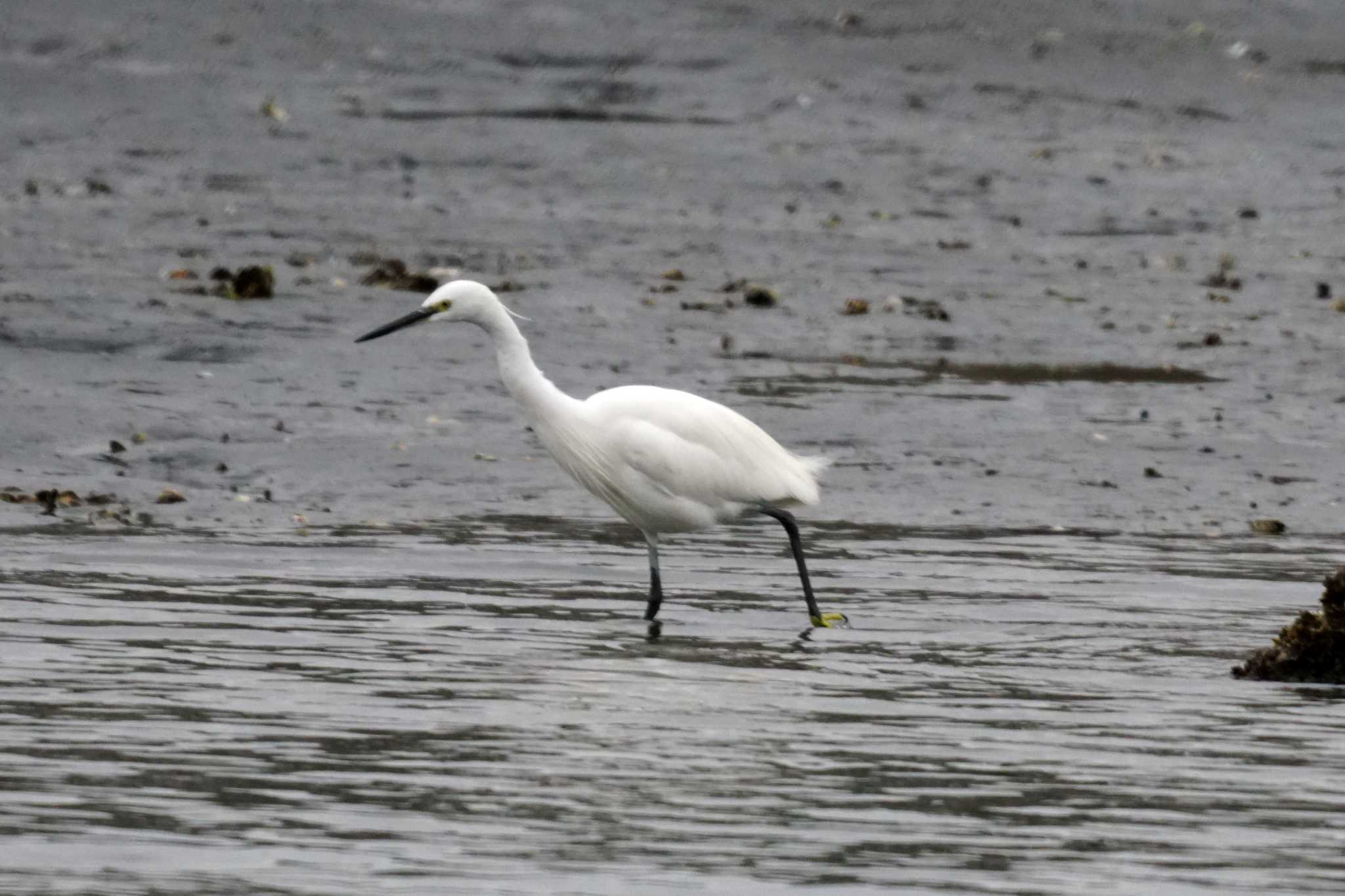 Photo of Little Egret at 野島公園 by sinbesax